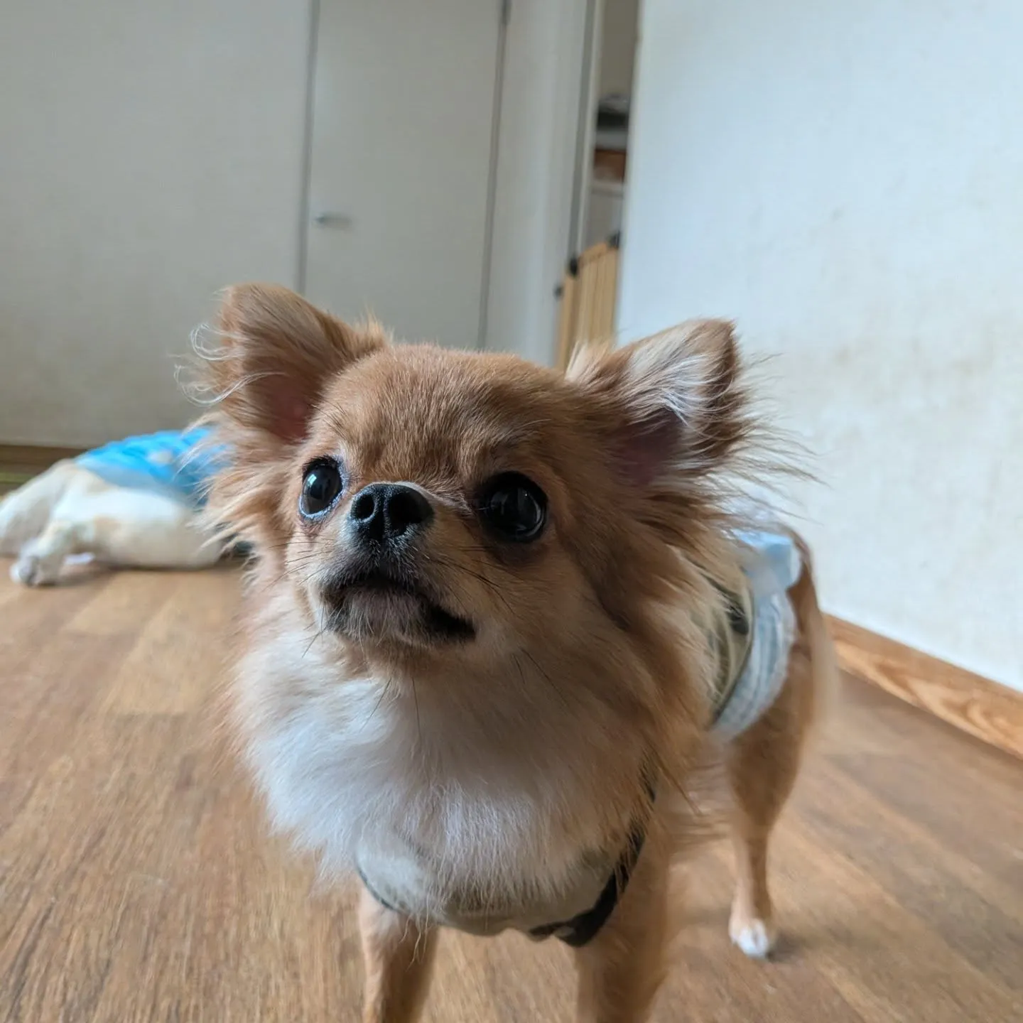 昨日からステイに来ているララ君💗